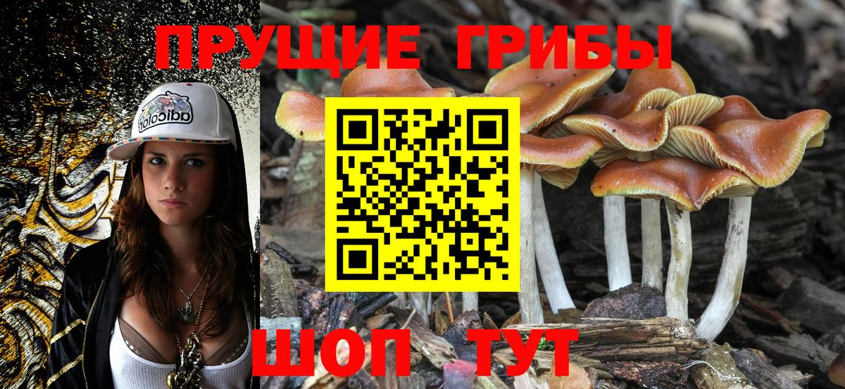 Галлюциногенные грибы Psilocybe  Вход с VPN  Кингисепп 